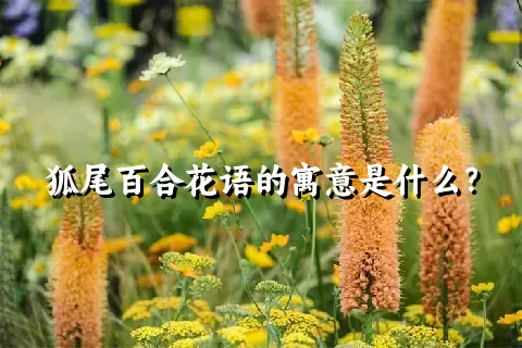 狐尾百合花语的寓意是什么？