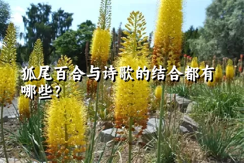 狐尾百合与诗歌的结合都有哪些？