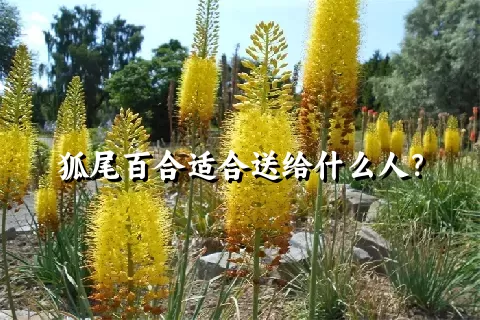 狐尾百合适合送给什么人？