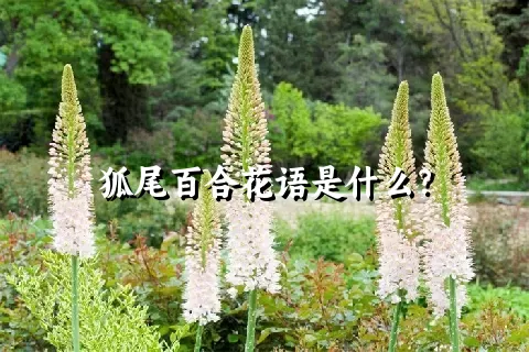 狐尾百合花语是什么？
