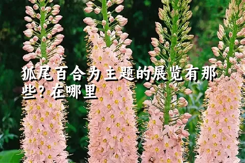 狐尾百合为主题的展览有那些？在哪里