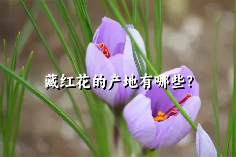 藏红花的产地有哪些？