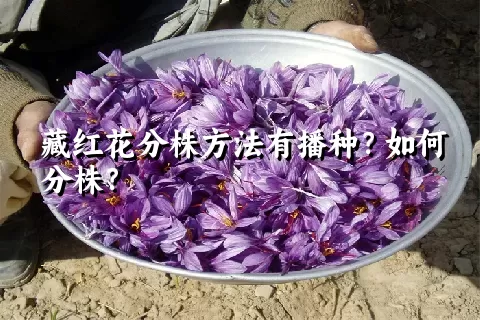 藏红花分株方法有播种？如何分株？