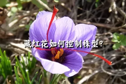 藏红花如何控制株型？