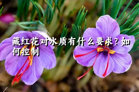 藏红花对水质有什么要求？如何控制