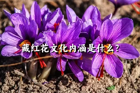 藏红花文化内涵是什么？