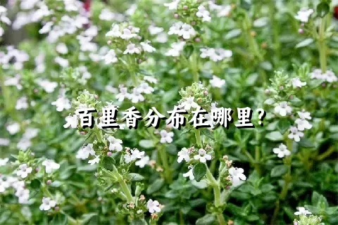 百里香分布在哪里?