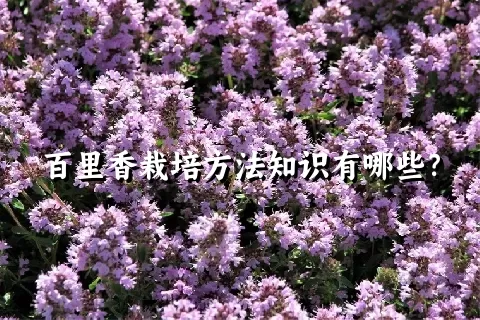 百里香栽培方法知识有哪些？