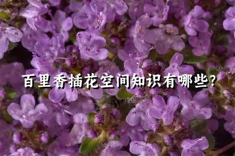 百里香插花空间知识有哪些？