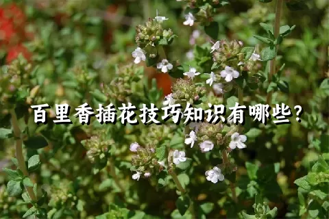百里香插花技巧知识有哪些？