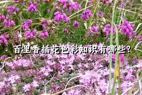 百里香插花色彩知识有哪些？