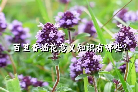 百里香插花意义知识有哪些？