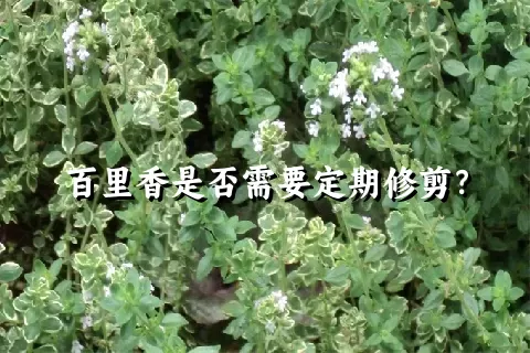 百里香是否需要定期修剪？