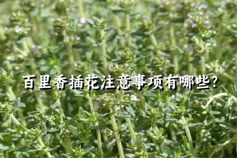 百里香插花注意事项有哪些？