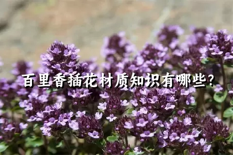 百里香插花材质知识有哪些？