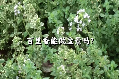 百里香能做盆景吗？