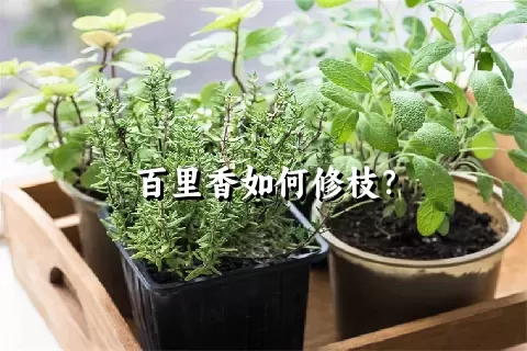 百里香如何修枝？