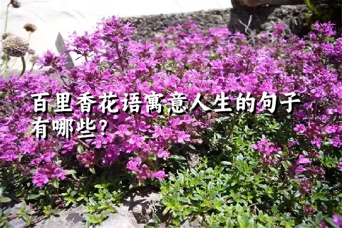 百里香花语寓意人生的句子有哪些？