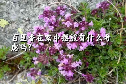百里香在家中摆放有什么考虑吗？