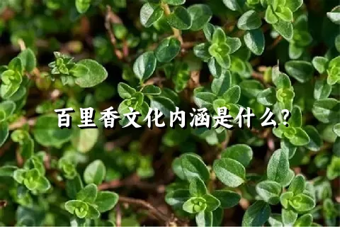 百里香文化内涵是什么？