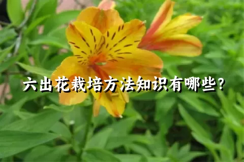 六出花栽培方法知识有哪些？