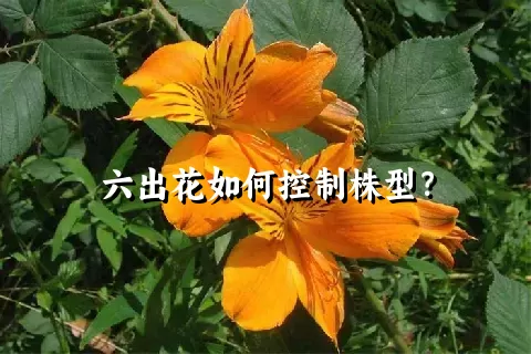 六出花如何控制株型？