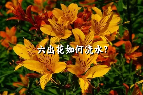 六出花如何浇水？
