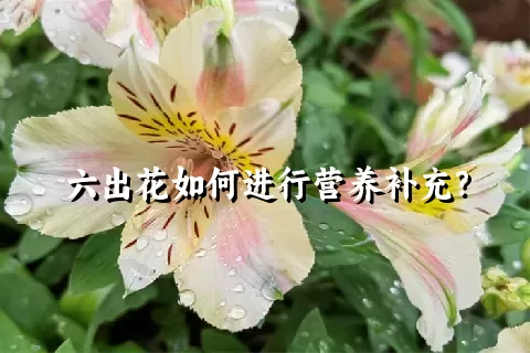六出花如何进行营养补充？