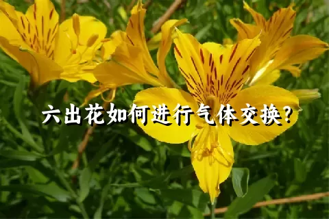 六出花如何进行气体交换？