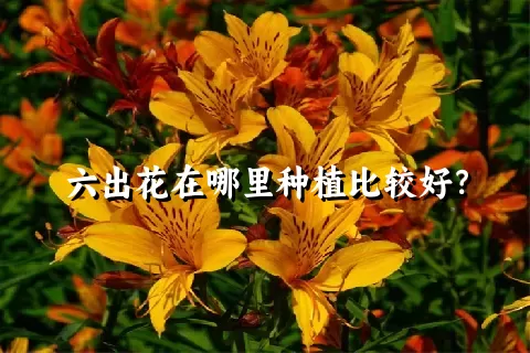 六出花在哪里种植比较好？