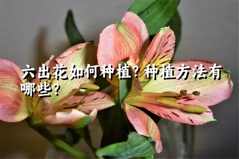 六出花如何种植？种植方法有哪些？