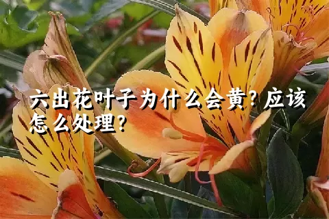 六出花叶子为什么会黄？应该怎么处理？