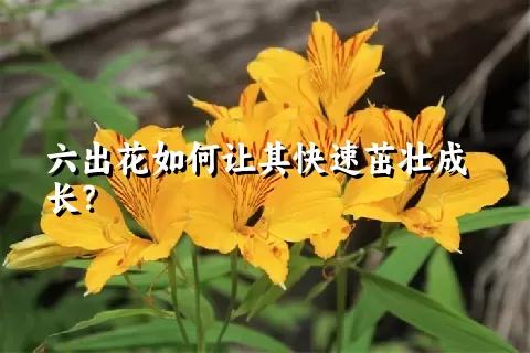 六出花如何让其快速茁壮成长？
