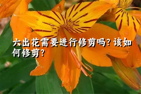 六出花需要进行修剪吗？该如何修剪？