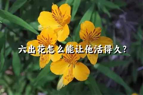 六出花怎么能让他活得久？