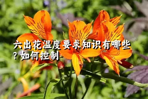 六出花温度要求知识有哪些？如何控制