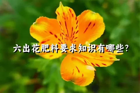 六出花肥料要求知识有哪些？