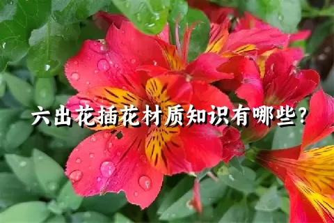 六出花插花材质知识有哪些？