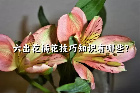 六出花插花技巧知识有哪些？