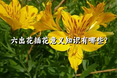 六出花插花意义知识有哪些？