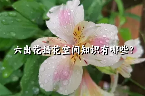 六出花插花空间知识有哪些？