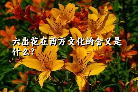 六出花在西方文化的含义是什么？