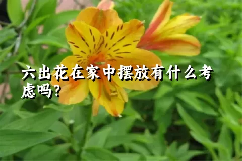 六出花在家中摆放有什么考虑吗？