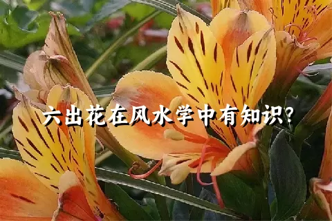 六出花在风水学中有知识？