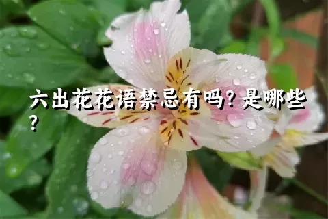 六出花花语禁忌有吗？是哪些？