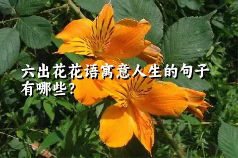 六出花花语寓意人生的句子有哪些？
