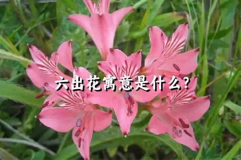 六出花寓意是什么？