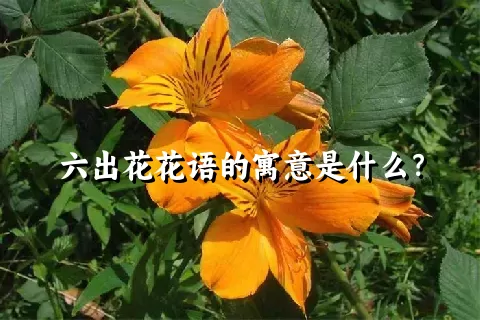六出花花语的寓意是什么？
