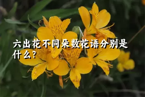 六出花不同朵数花语分别是什么？