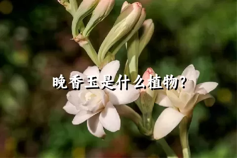 晚香玉是什么植物？